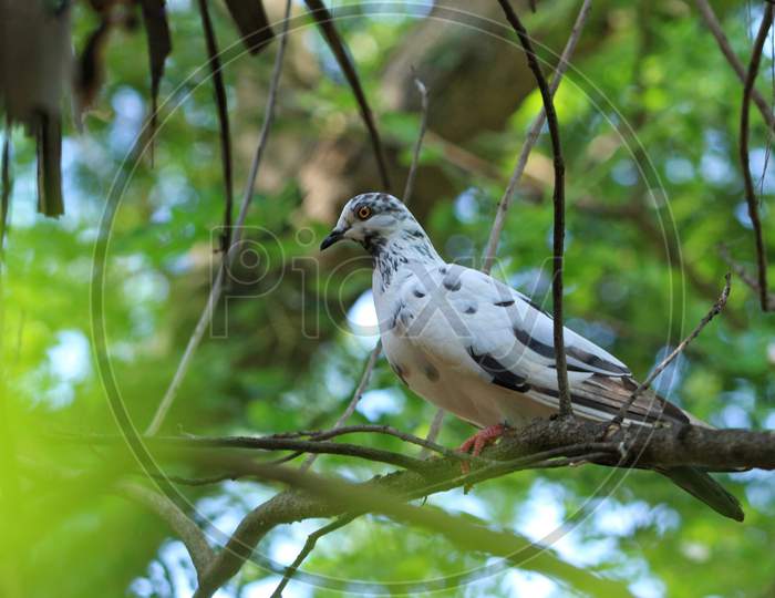 Pigeon on Tree