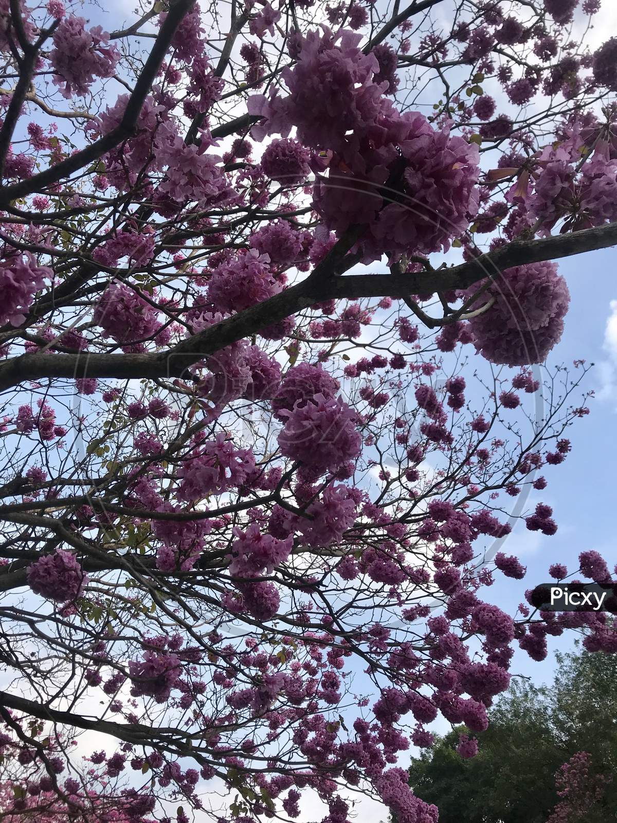 Canopy of Tree With Flowers Over Bright Sky