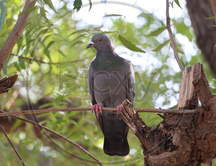Rock Pigeon. Rajasthan, India