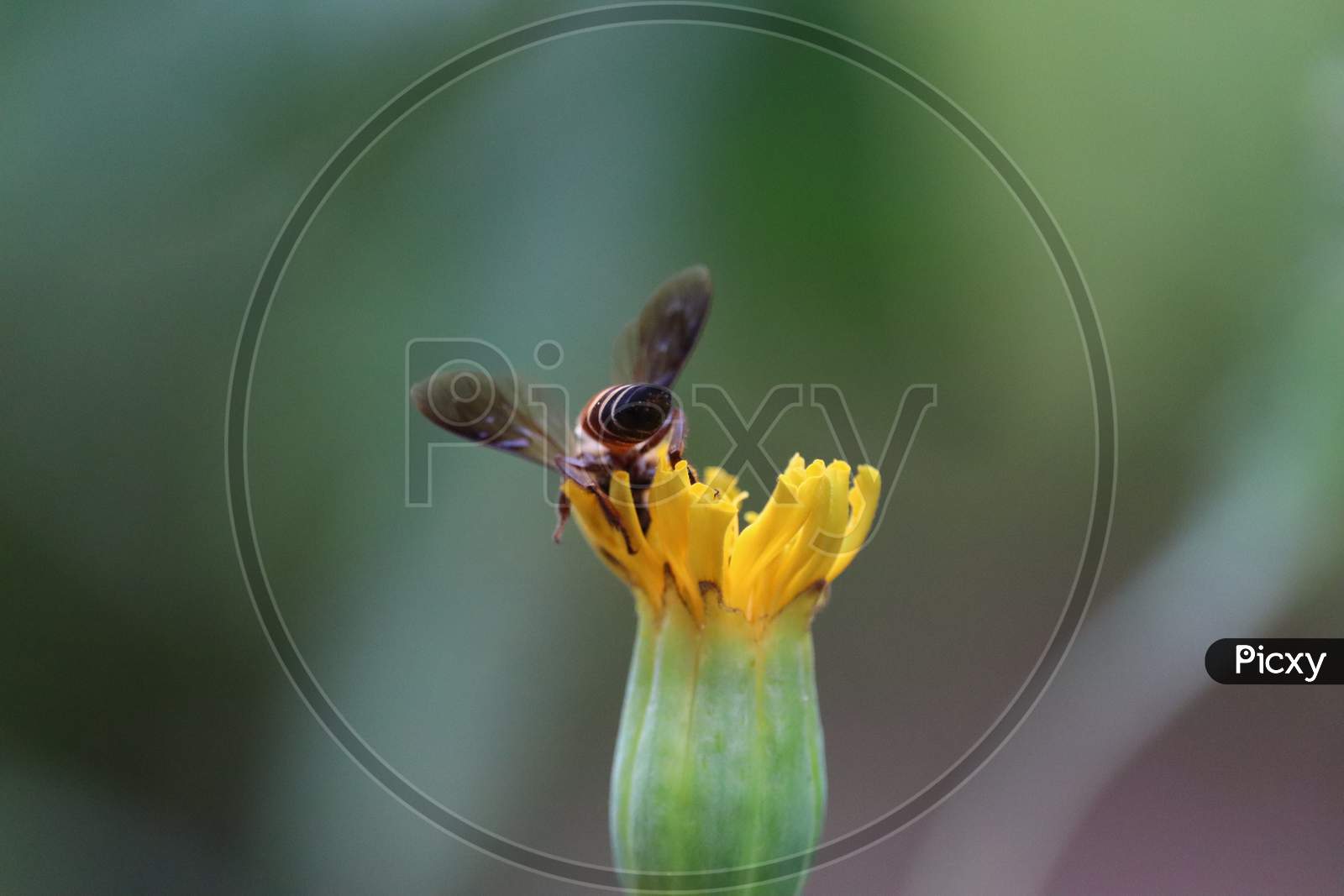 Honey Bee Covered With Yellow Pollen Collecting Nectar From Marigold Flower.Rajasthan, India