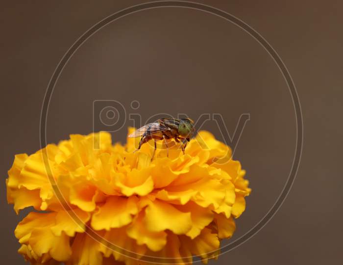 House (Flower) Fly, Fly, House Fly On Yellow Marigold Flower , Wasp With Blurry Flower Background