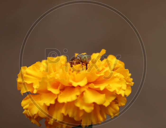 Bee (Fly) Background. Rajasthan, India