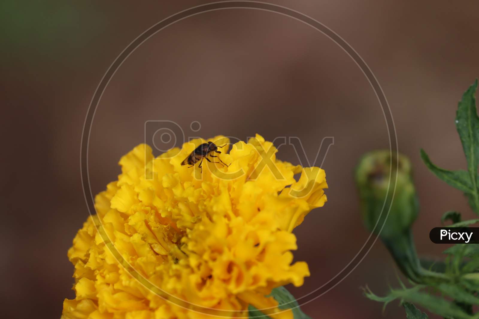 Honey Bee (Fly) Collecting Pollen On Yellow Marigold Flower .Rajasthan, India