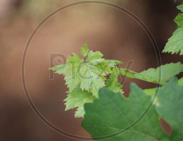 Grape Branch With Leaves