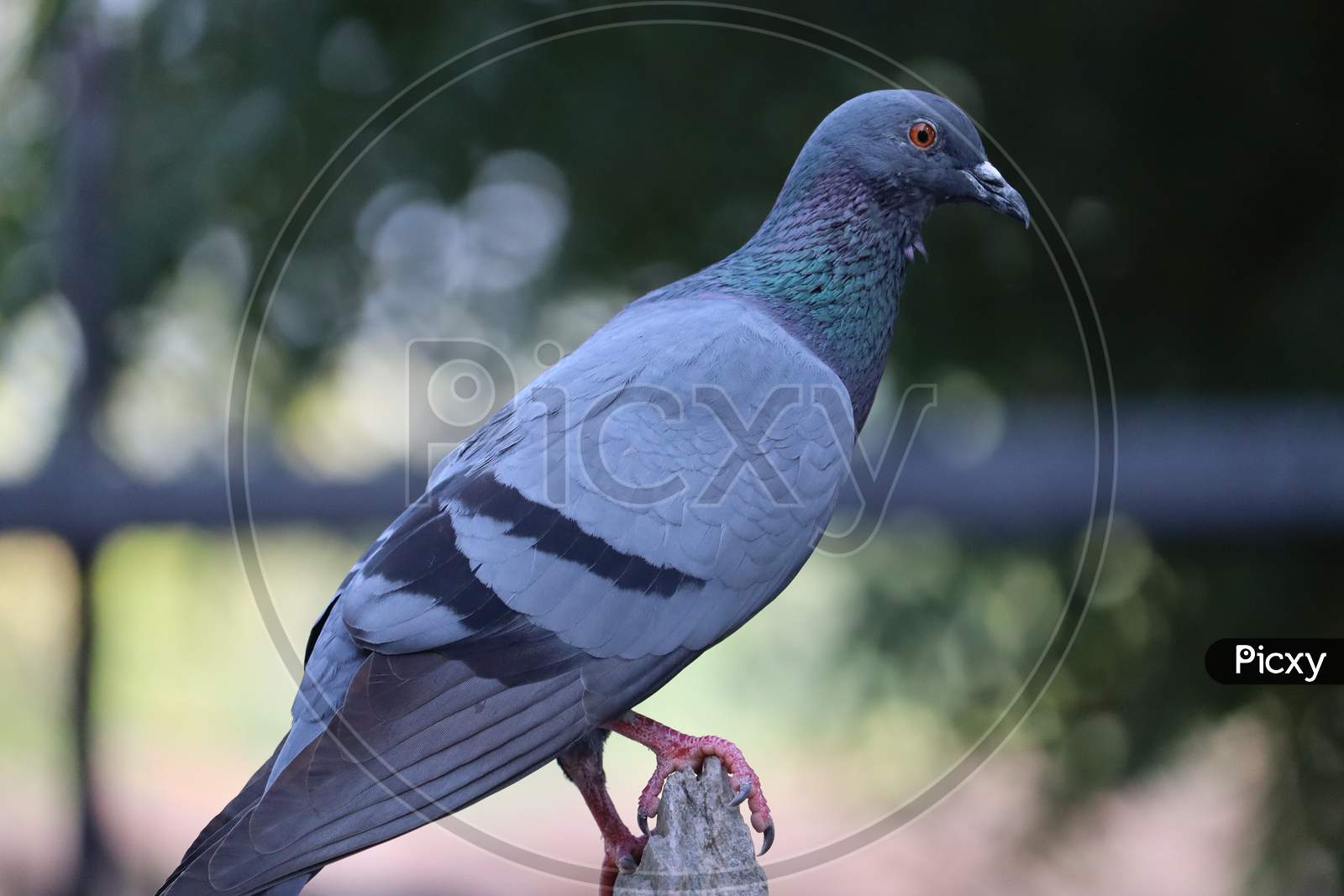 Feral Pigeon. Rajasthan, India