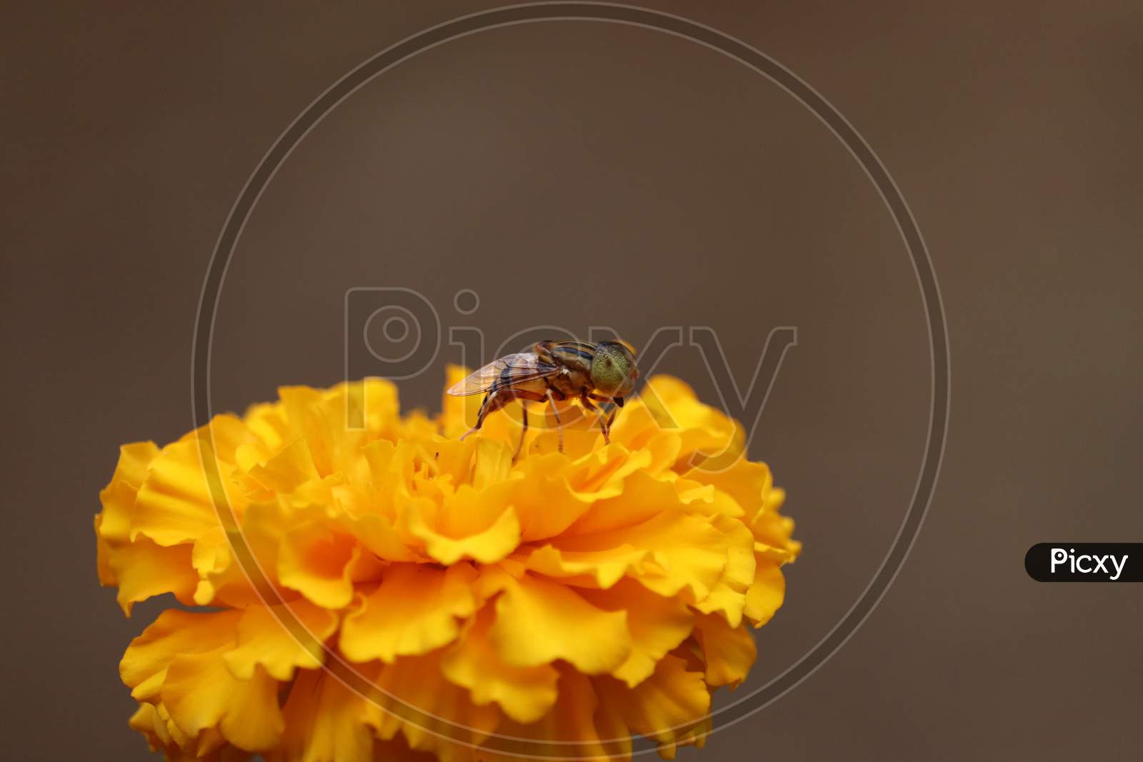 House (Flower) Fly, Fly, House Fly On Yellow Marigold Flower , Wasp With Blurry Flower Background