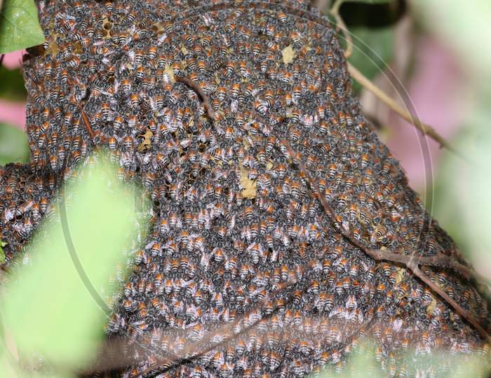 Closeup Of Bees ( Fly) On Honeycomb