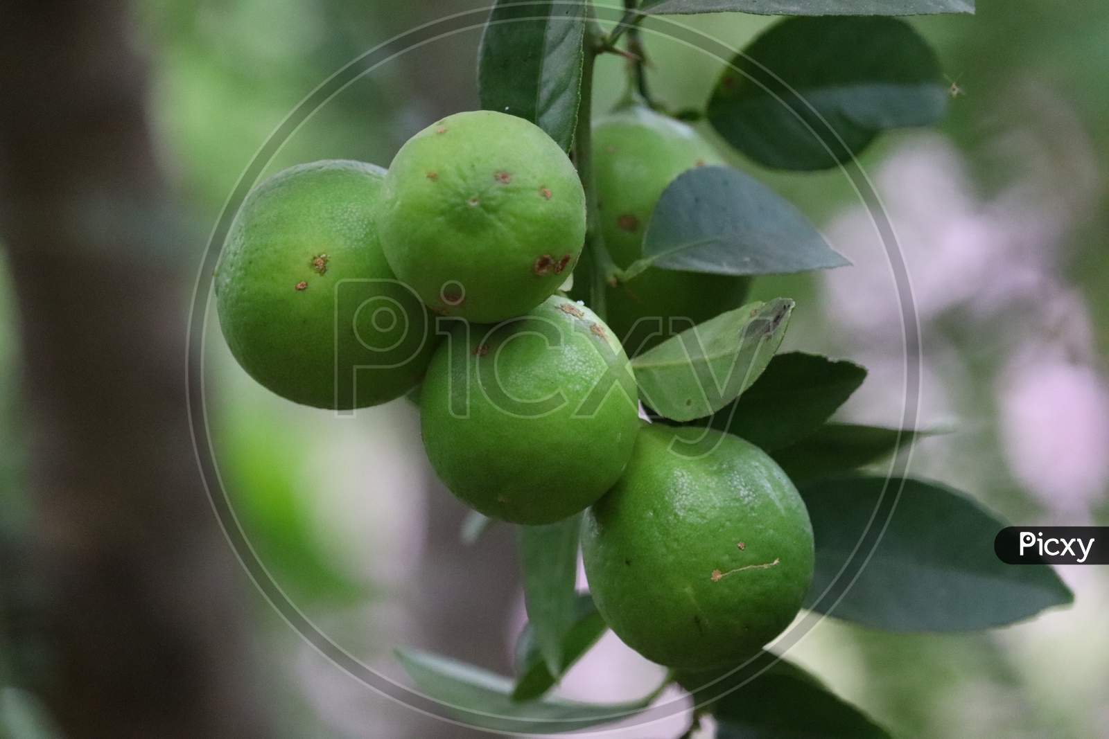 Green lime Fruit