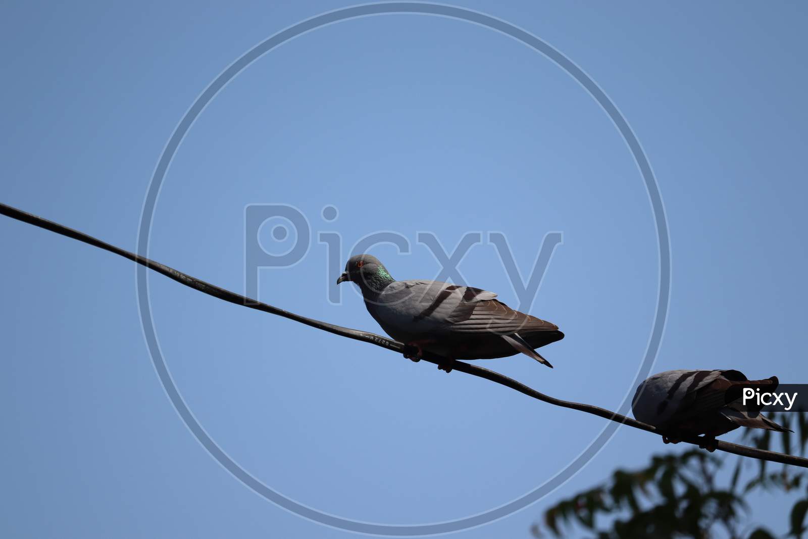 Pigeon Bird  Background. Rajasthan, India
