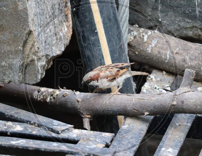 House Sparrow. Rajasthan, India