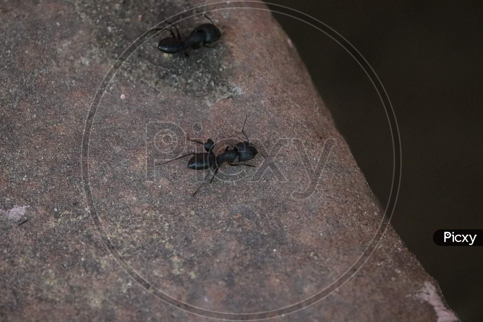 Black Ants on Floor