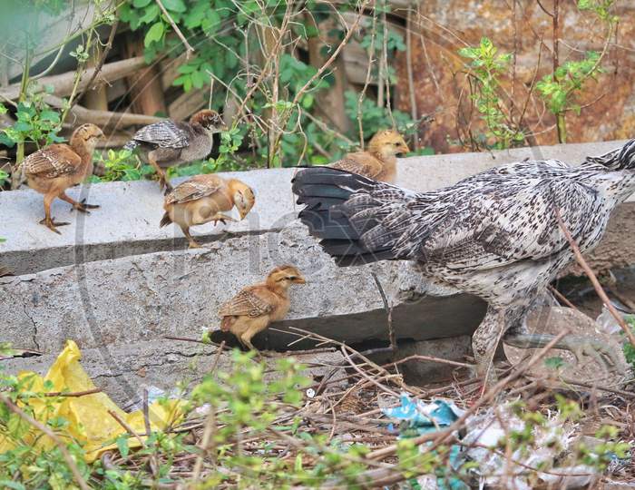 Little chicks and mother