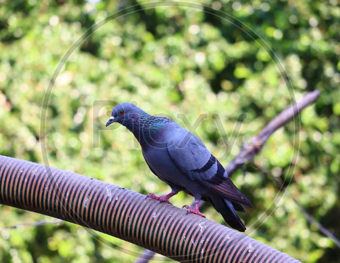 Pigeon Bird. Rajasthan, India