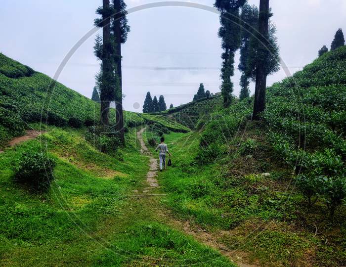 Man walking in Tea Estates in Sikkim