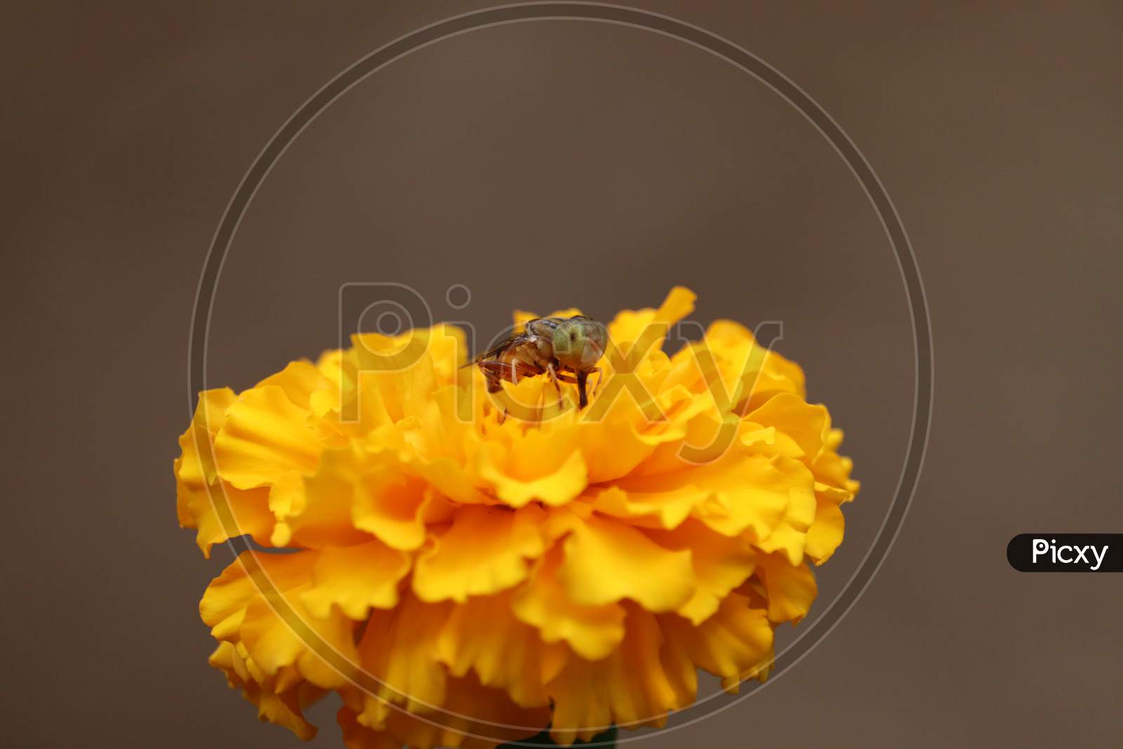 Bee (Fly) Background. Rajasthan, India