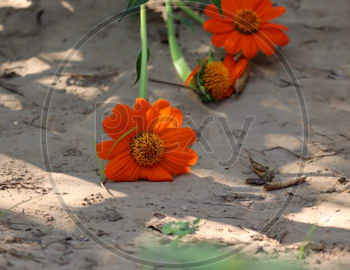 Close-Up Of Sunflower.Rajasthan, India