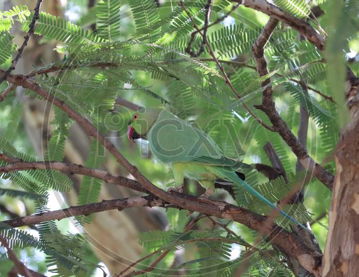 Parrot On Green Tree In Nature Habitat.Rajasthan, India