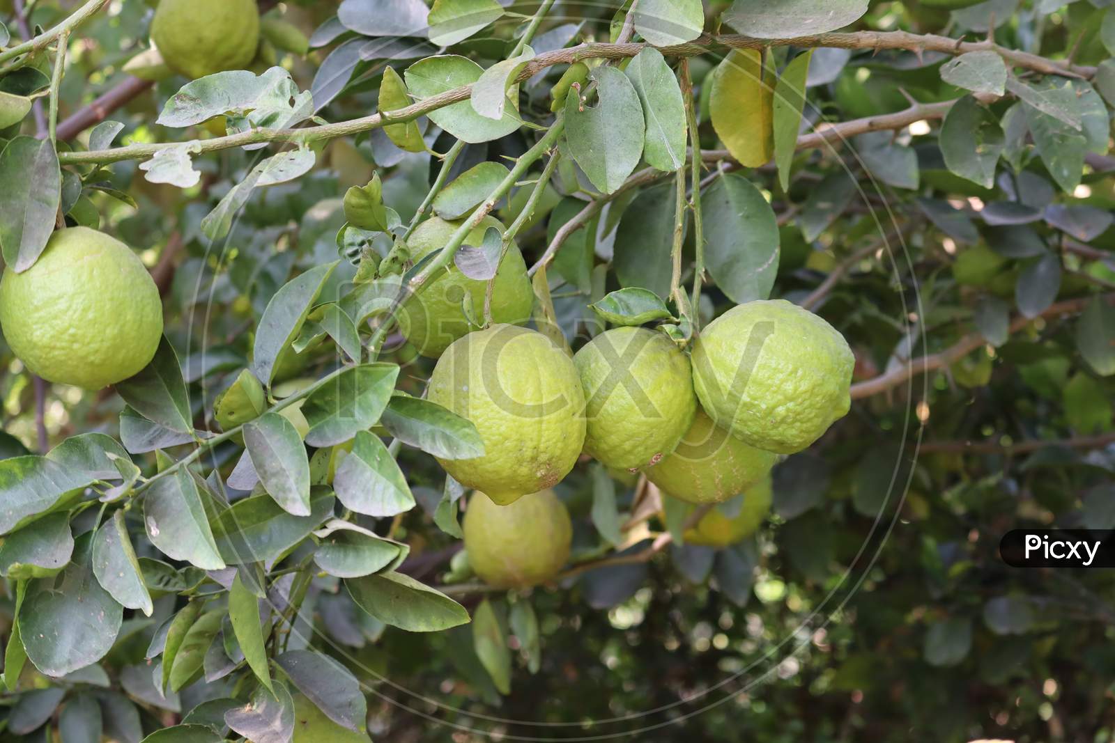 Citrus Fruit Lime