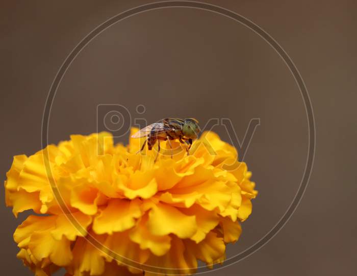 House (Flower) Fly, Wasp
