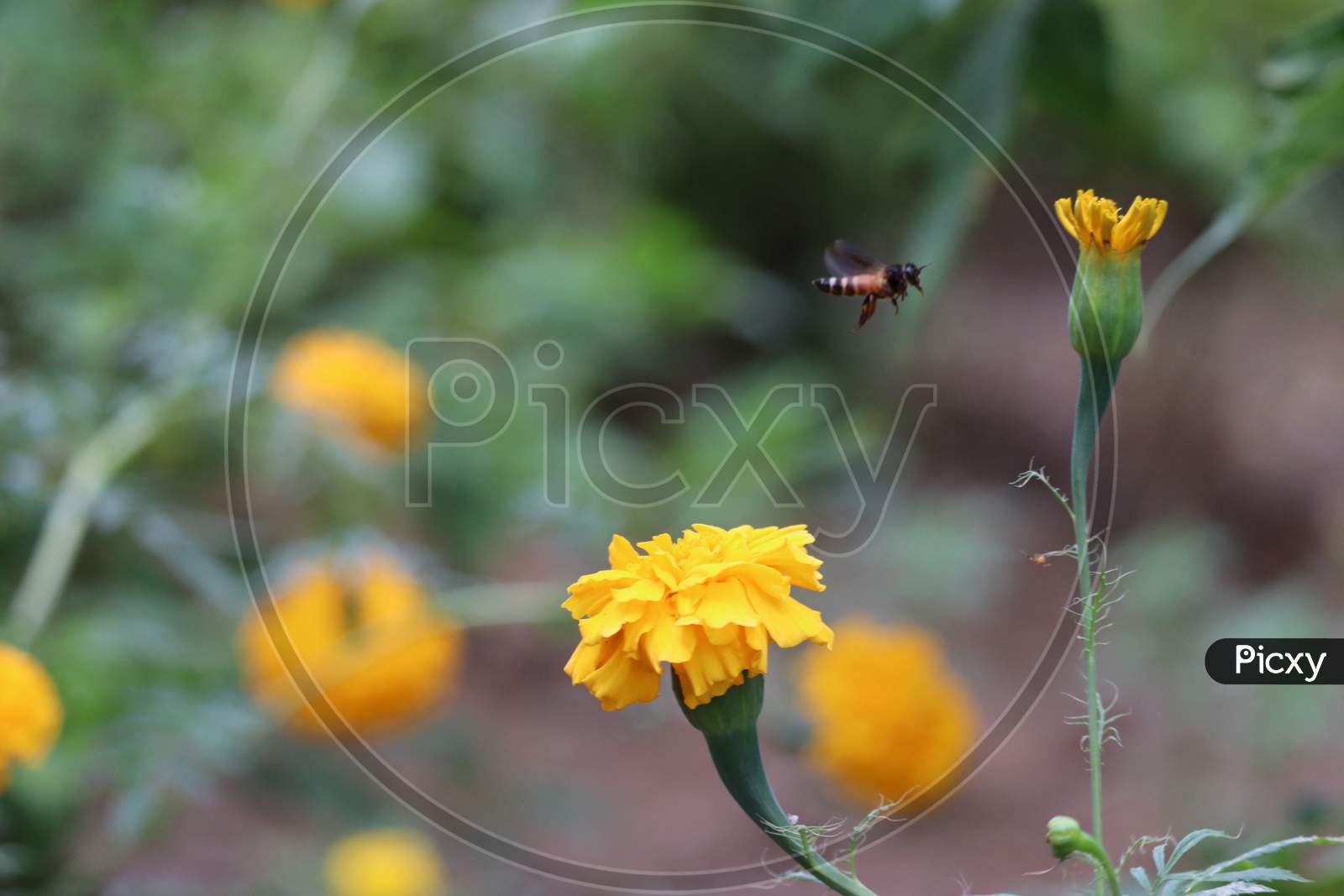 Bee Flying Over The Yellow Marigold Flower In Blur Background. Rajasthan, India