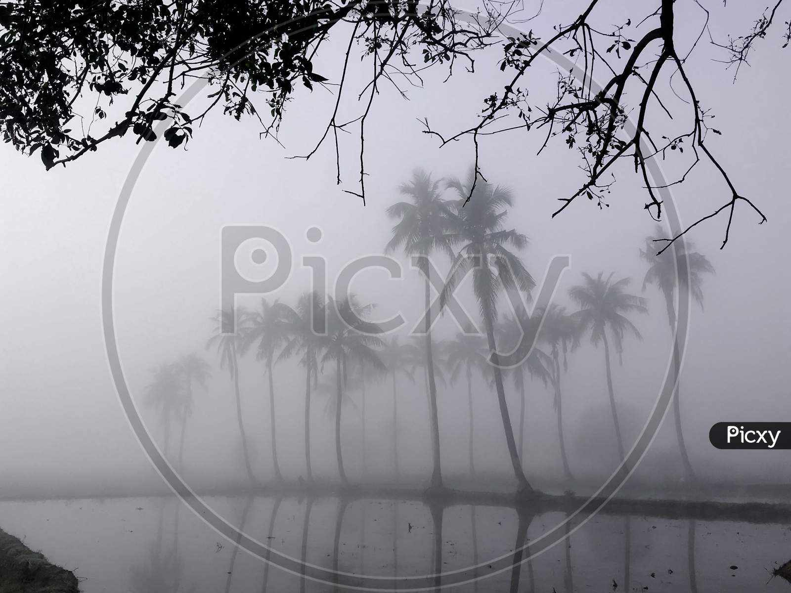 zero visibility of the agricultural farms & coconut trees in the village during the early hours of cold winter mornings
