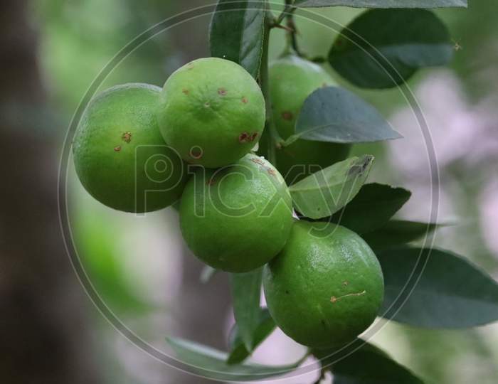 Green lime Fruit