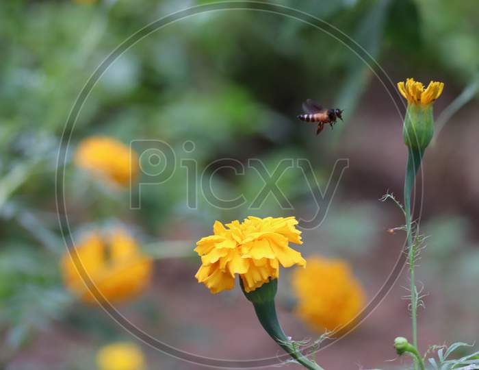 Bee Flying Over The Yellow Marigold Flower In Blur Background. Rajasthan, India