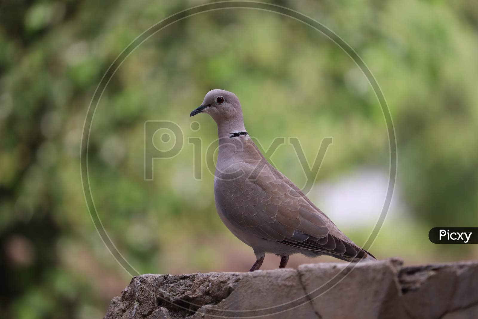 Dove (Pigeon) On The Rock Surface. Rajasthan, India