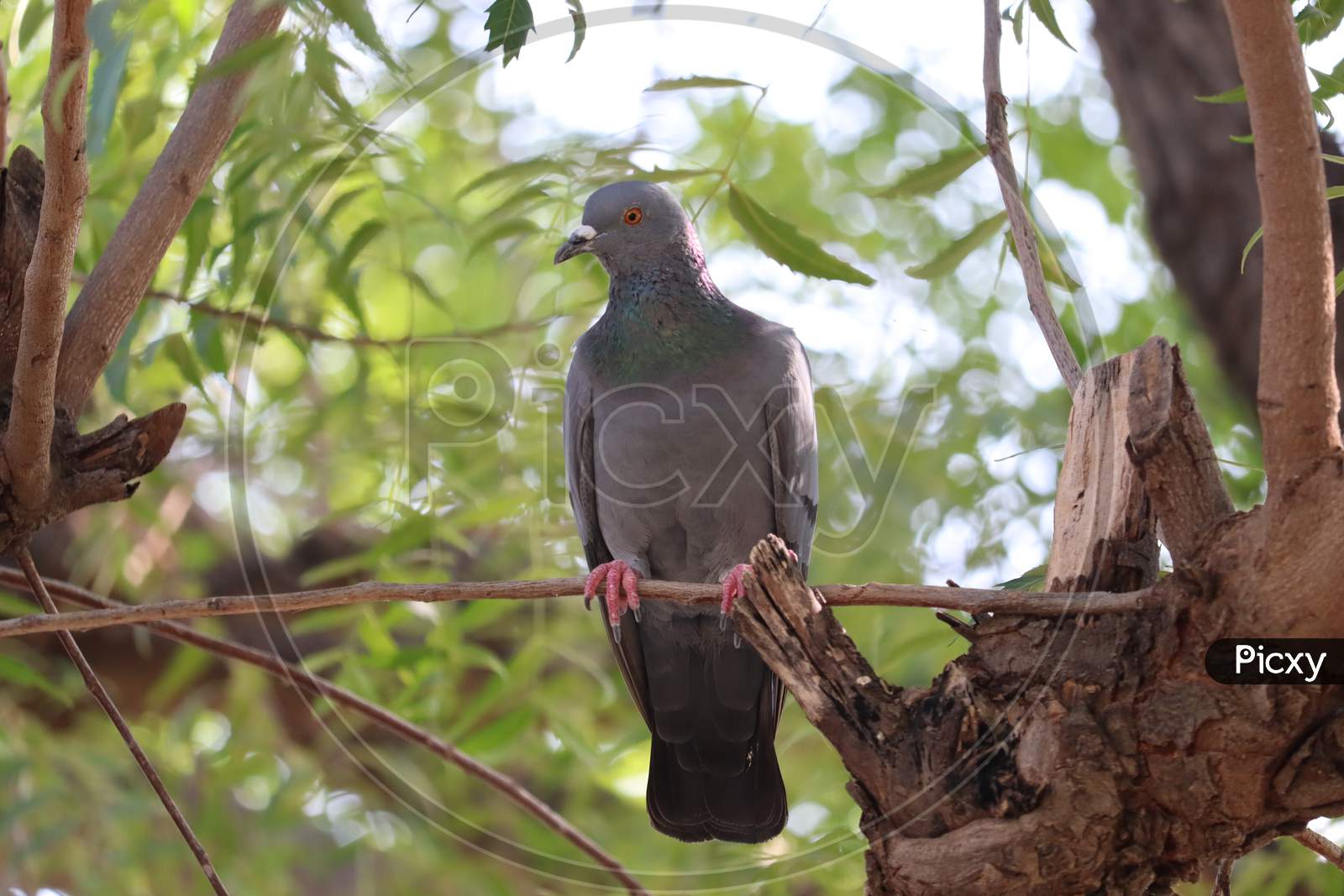 Rock Pigeon. Rajasthan, India