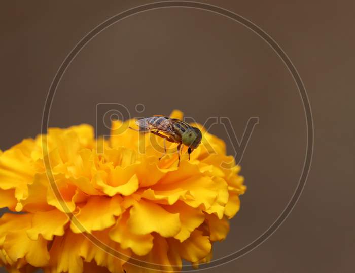 Marigold Flower And Bee (Wasp) Background. Rajasthan, India