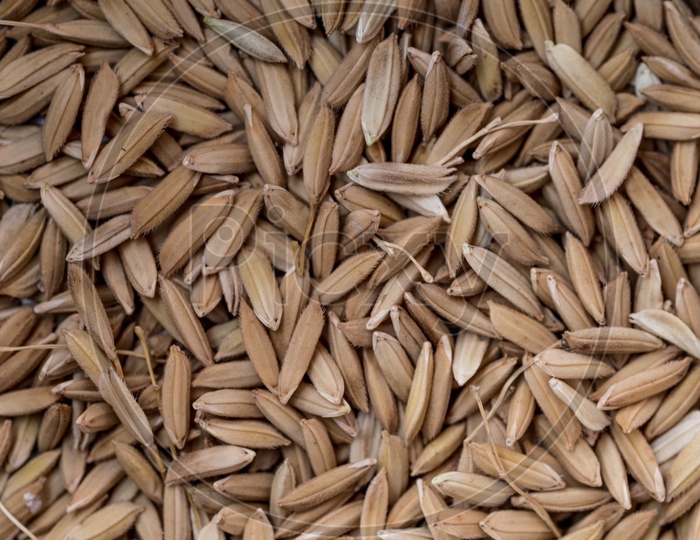 Paddy grains or rice grains