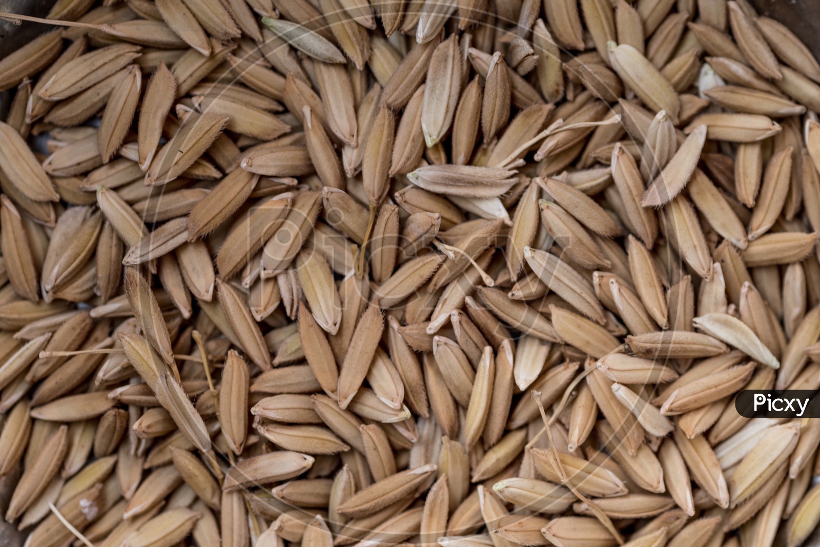 Paddy grains or rice grains