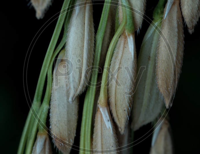 Paddy grains also called as rice