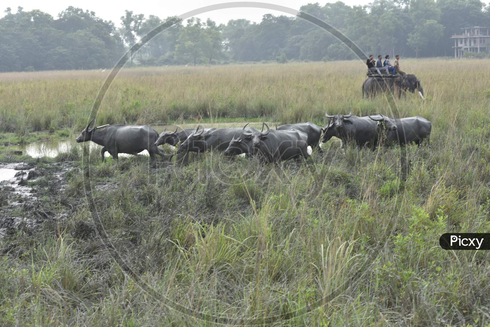 Wild Buffaloes in Kanziranga National Park , Assam