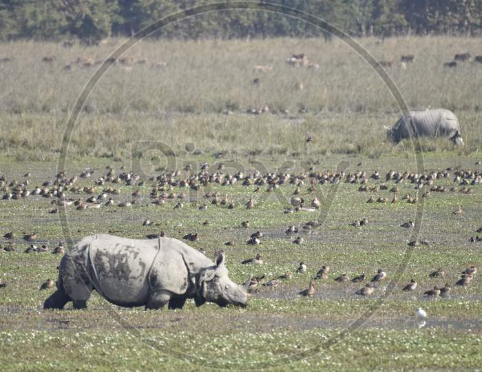 Horned Rhinoceros at Tropical Lake In Pobitora Wildlife Sanctuary , Assam