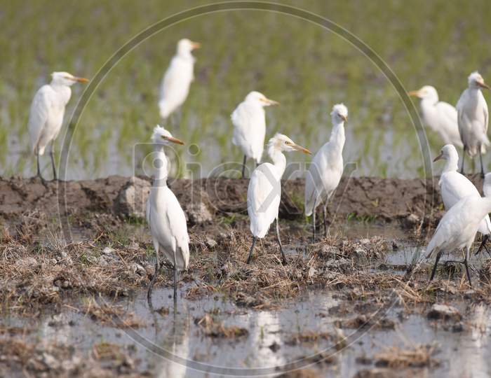 White Cranes in Paddy Fields In Kaziranga, Assam