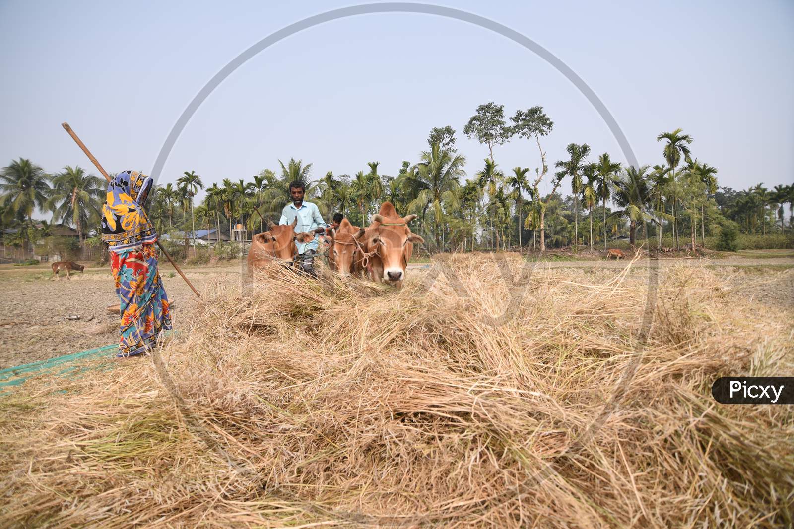 Indian Farmers Harvesting Paddy In Morigaon, Assam