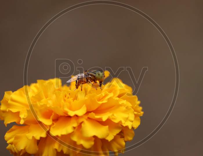 Honey Bee( Fly) Collecting Pollen On Yellow Rape Marigold Flower Against Blurry Marigold Flowers Background