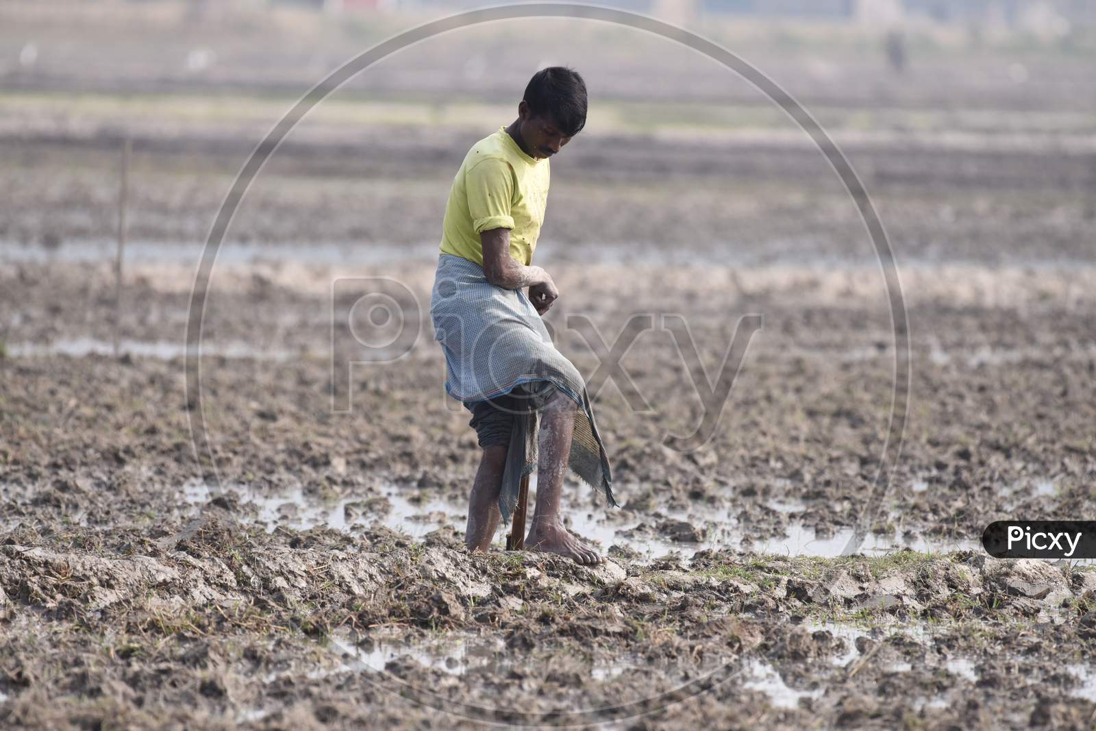 Indian Farmers Working Paddy Harvesting Fields In Kaziranga, Assam