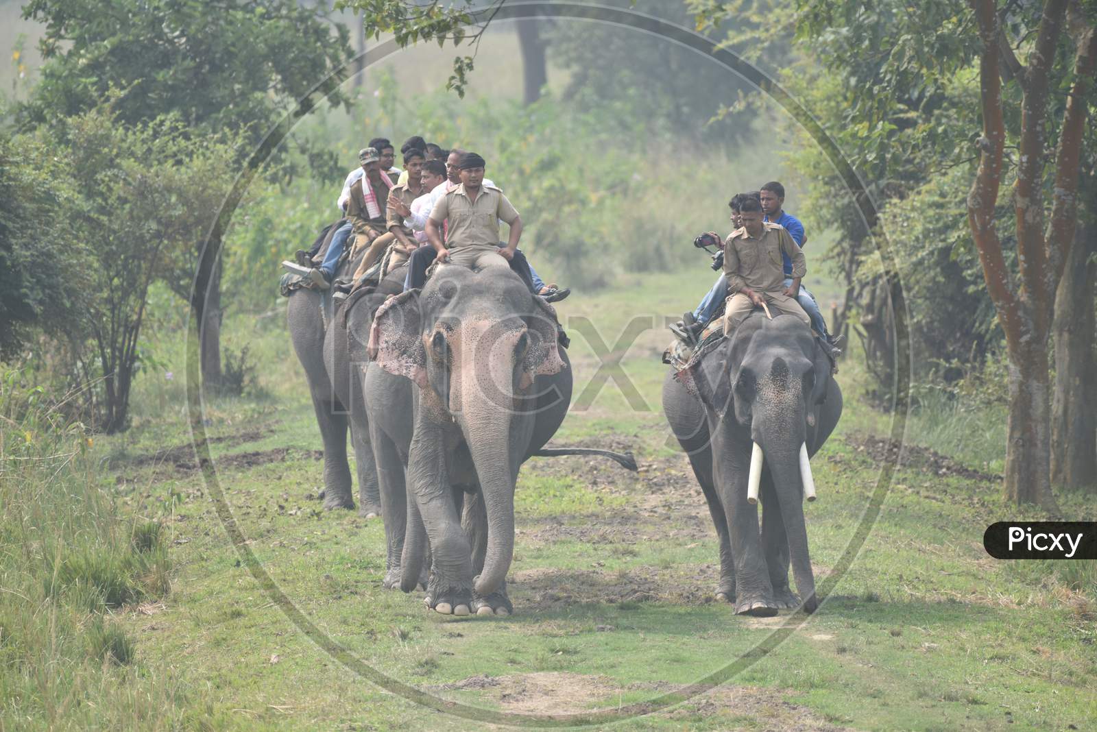 Tourists And Wild life Photographers  Taking Rides on Elephants  in Kaziranga National  Park , Assam