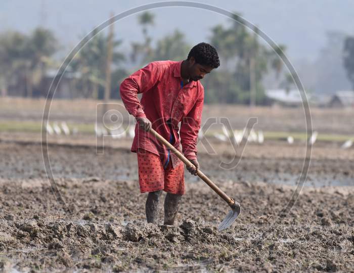 Indian Farmers Working At  Paddy Harvesting Fields In Kaziranga, Assam