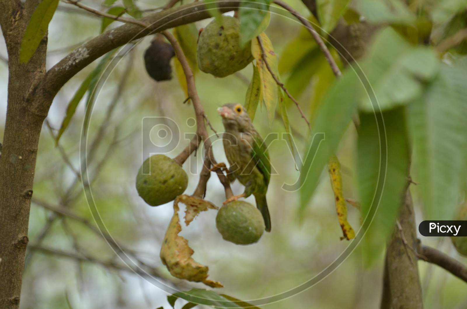 Barbet Bird  Eating Custard Apple On Tree