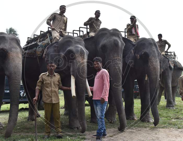 Mahouts On Elephants At Kaziranga NationalPark, Assam