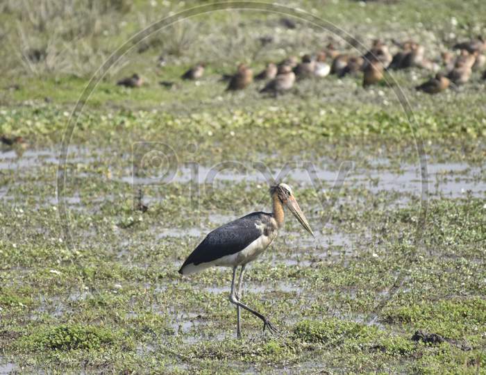 Birds  in tropical Lake  of Pobitora Wildlife Sanctuary, Assam