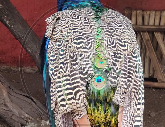Peafowl flaunting its feathers