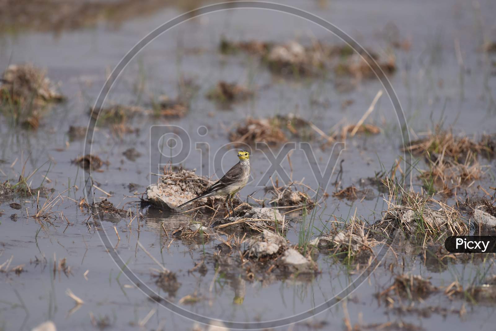 Birds In Paddy Fields In Kaziranga, Assam