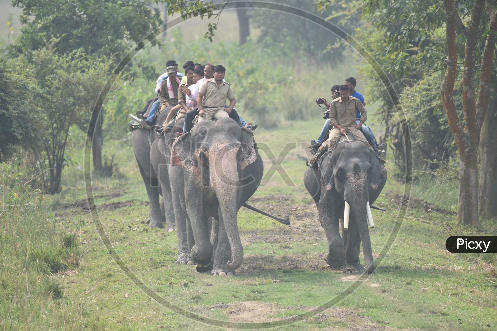 Tourists And Wild life Photographers  Taking Rides on Elephants  in Kaziranga National  Park , Assam