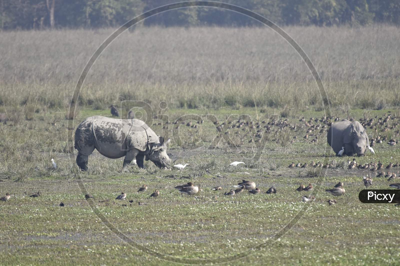 Horned Rhinoceros in Pobitora Wildlife Sanctuary in Assam