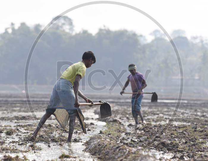 Indian Farmers Working Paddy Harvesting Fields In Kaziranga, Assam
