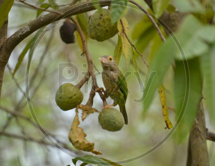 Barbet Bird  Eating Custard Apple On Tree